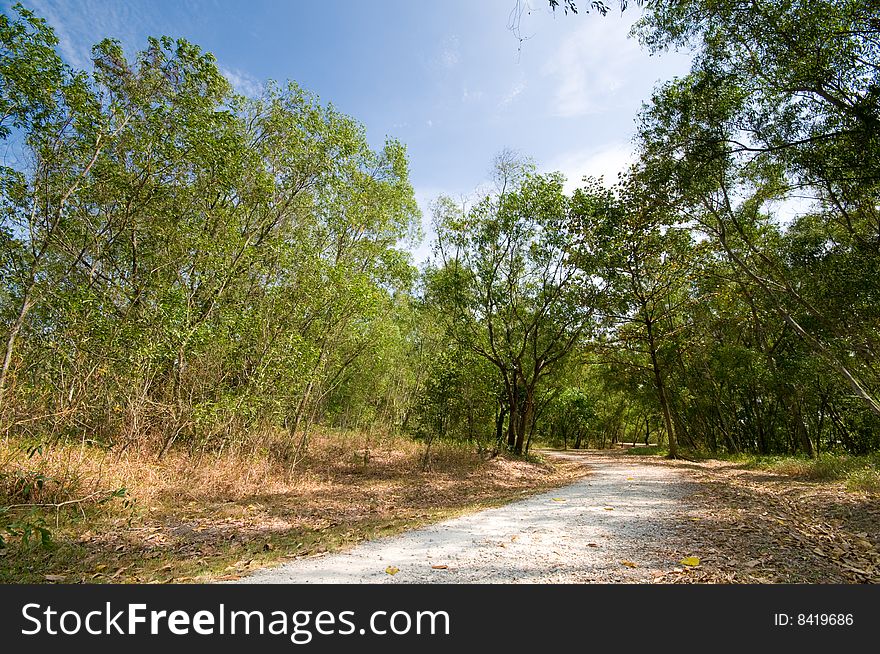 Footpath Into The Forest