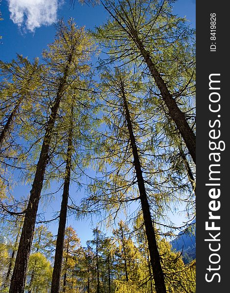 Day view of pine trees at forest of Sichuan