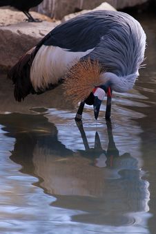 African Crowned Crane Standing In Water Stock Photography