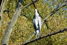 The Heron Royalty Free Stock Photography The Heron Royalty Free Stock Photography