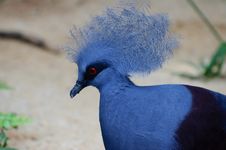 Victoria Crowned Pigeon Royalty Free Stock Images