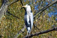 The Heron Stock Image The Heron Stock Image