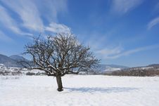 Lonely Tree Royalty Free Stock Photography