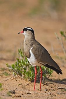 Plover Royalty Free Stock Photography Plover Royalty Free Stock Photography