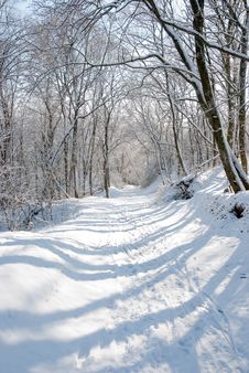 Winter In A Forest Royalty Free Stock Photo Winter In A Forest Royalty Free Stock Photo