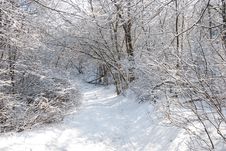 Winter In A Forest Royalty Free Stock Photography Winter In A Forest Royalty Free Stock Photography