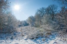 Winter In A Forest Stock Images Winter In A Forest Stock Images