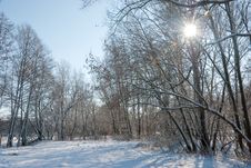 Winter In A Forest Stock Images Winter In A Forest Stock Images