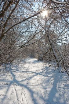 Winter In A Forest Royalty Free Stock Photos Winter In A Forest Royalty Free Stock Photos