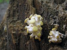 Mushroom On A Tree Stock Images