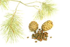 Cedar Stock Images Cedar Stock Images