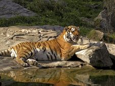 Tiger Stock Photo Tiger Stock Photo