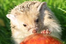 The Hedgehog Royalty Free Stock Photography The Hedgehog Royalty Free Stock Photography