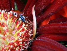 Lady Bug Royalty Free Stock Photos Lady Bug Royalty Free Stock Photos