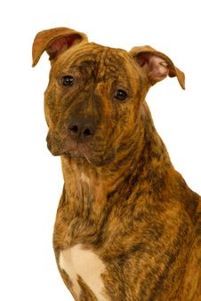 Staffordshire Terrier Dog Royalty Free Stock Image