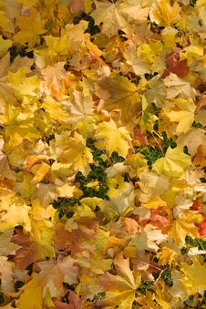 Fallen Leaves Royalty Free Stock Image Fallen Leaves Royalty Free Stock Image