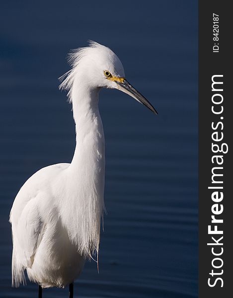 Snowy Egrets stalk prey in shallow water, often running or shuffling their feet, flushing prey into view,