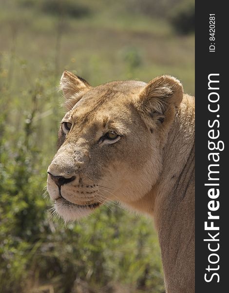 This Lioness followed us for approx 1km on a single lane dirt road, While I was reversing and taking Shots.