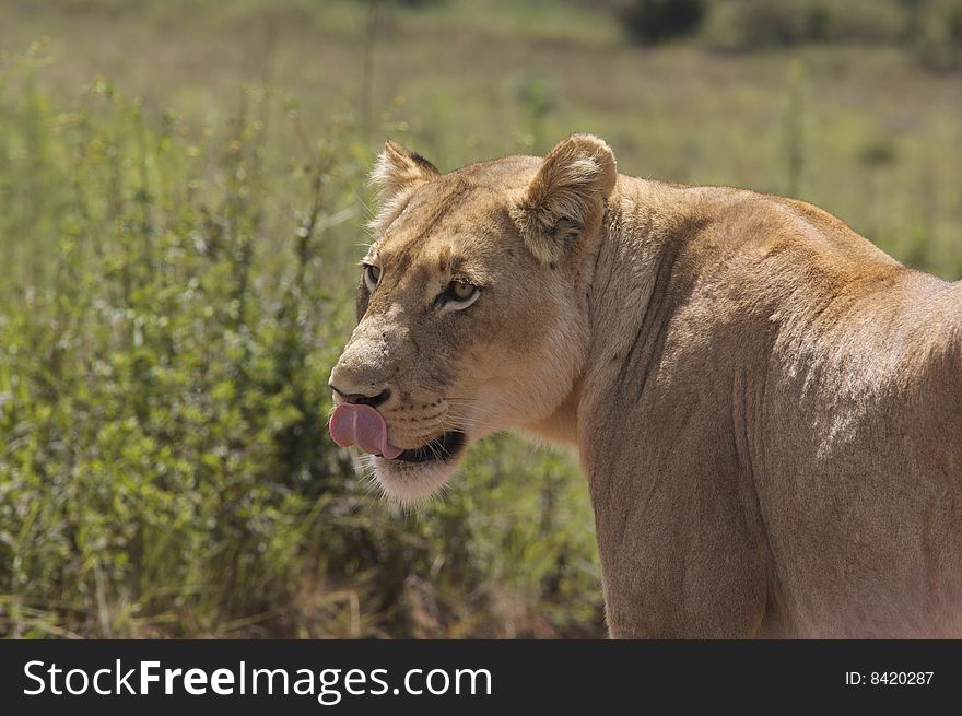 Lioness Licking Her Lips