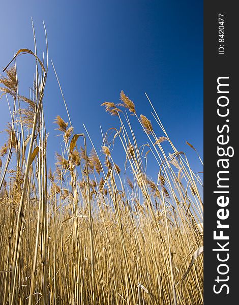 Marsh grass rising into a blue sky. Marsh grass rising into a blue sky