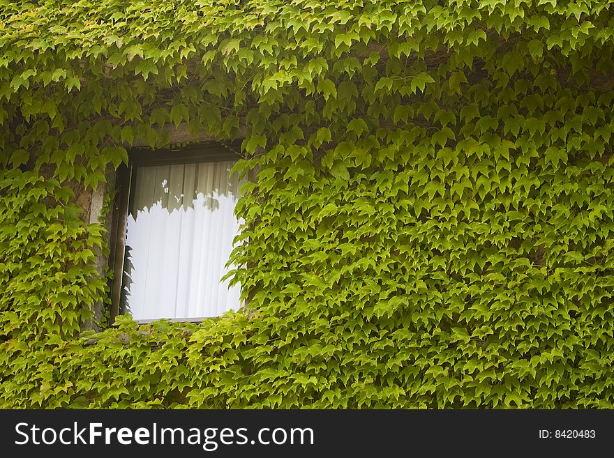 An window sits in a wall totally covered in green Ivy. An window sits in a wall totally covered in green Ivy