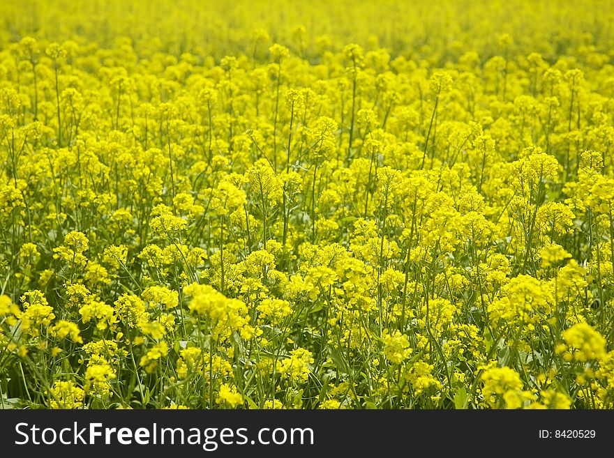 Spring landscape with yellow field. Spring landscape with yellow field.