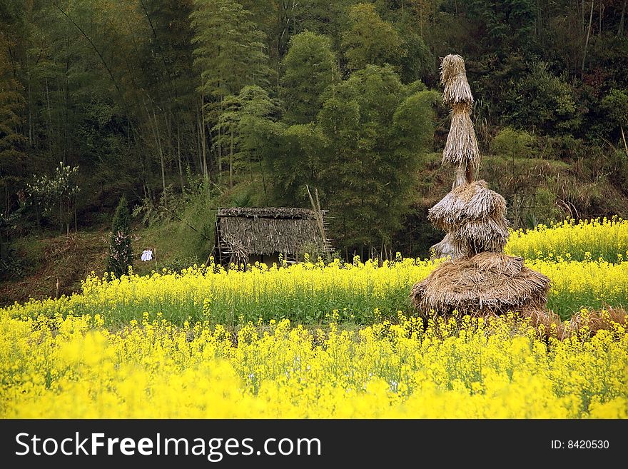 The photography place is the chinese jiangxi province wuyuan county,spring. The photography place is the chinese jiangxi province wuyuan county,spring