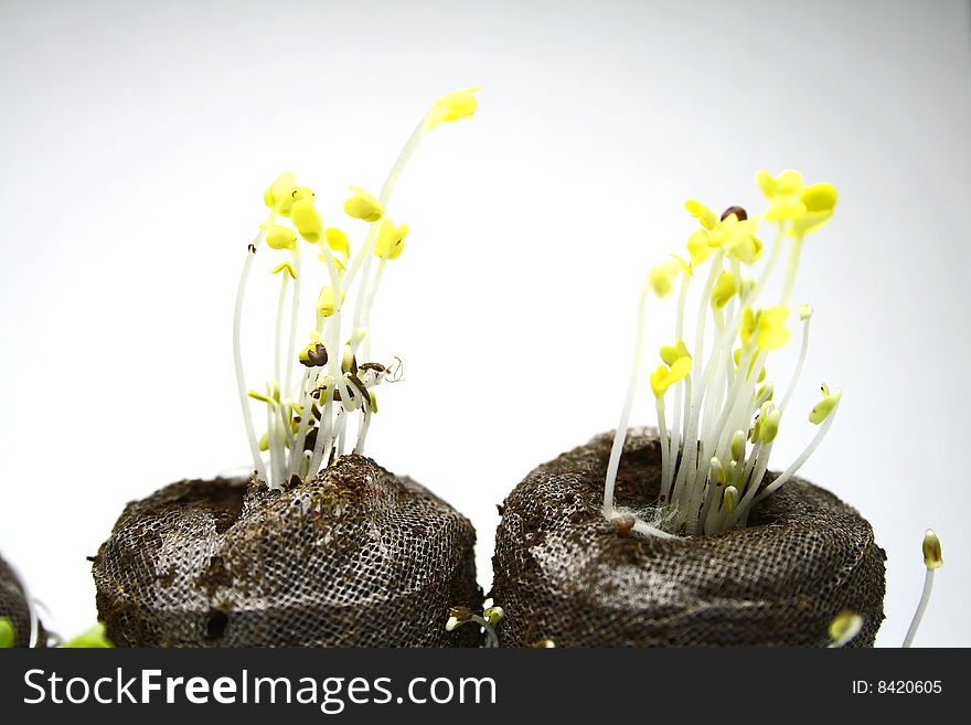 New seedlings shooting upwards from manicured peat tablets. New seedlings shooting upwards from manicured peat tablets