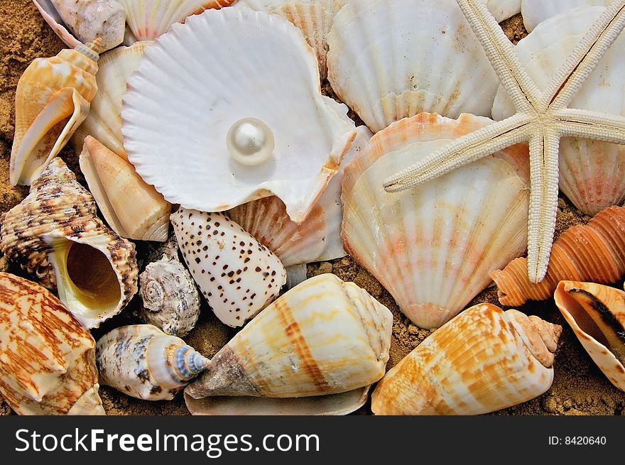 Sea shells and one pearl. Sea shells and one pearl
