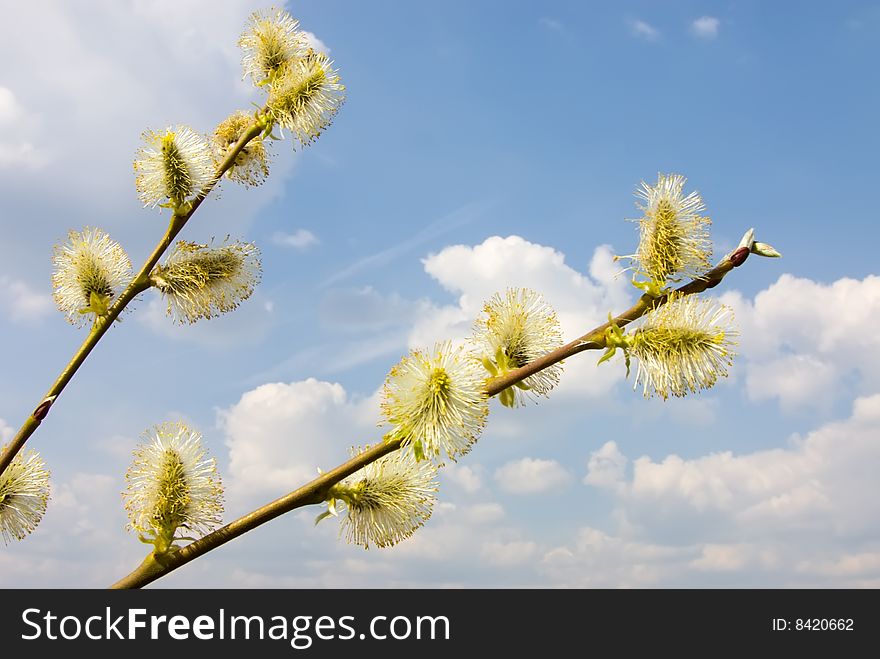 Blossoming willow on a background of the sky