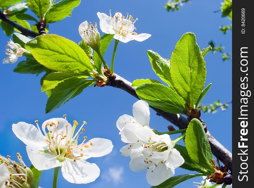 Branches with white flowers of cherry. Branches with white flowers of cherry