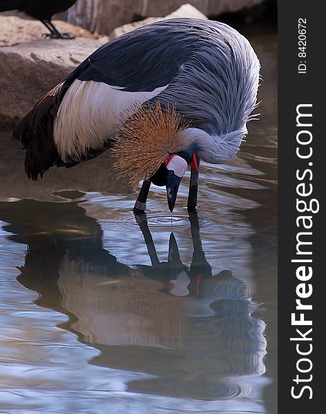 A African crowned crane was watching its Reflection in water. A African crowned crane was watching its Reflection in water.