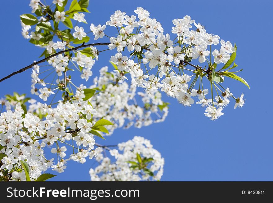 Branches with white flowers of cherry. Branches with white flowers of cherry