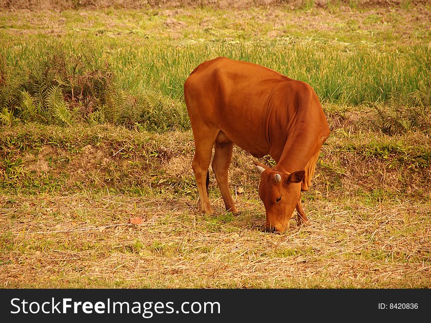 A Vietnamese cow along a rice field