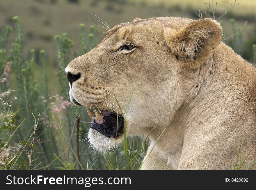 This Lioness Resting in the Grass.