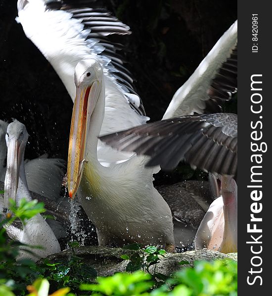 Pelican eating a fish