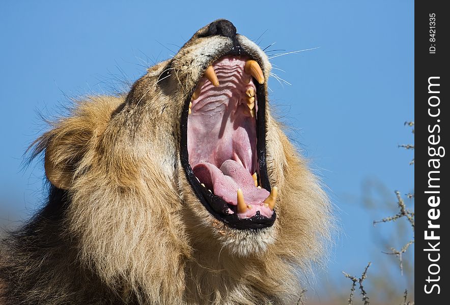 Portrait of yawning male lion; Panthera leo; South Africa