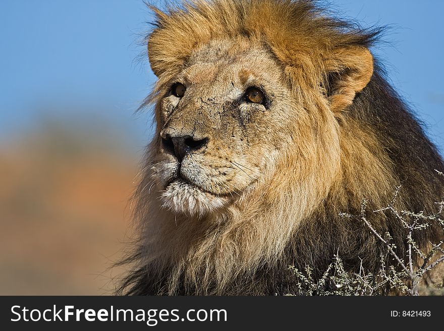 Portrait of male lion Panthera leo South Africa