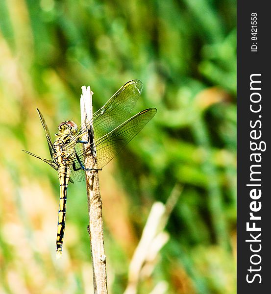 A yellow dragonfly on a stick