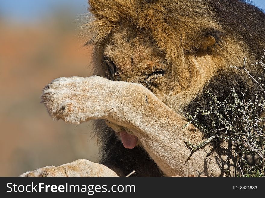 Portrait of male lion leaking his paw; Panthera leo; South Africa