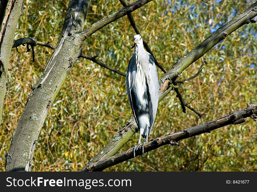 The heron caughty in richmond park,london