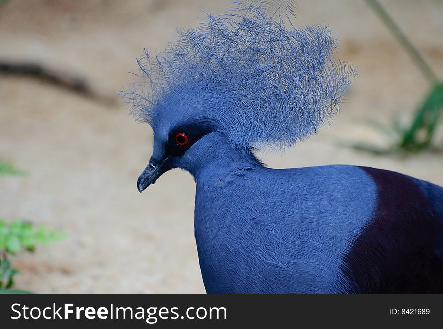 Victoria Crowned pigeon in a park