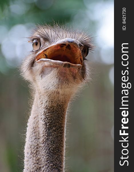 Closeup of Ostrich's head and neck