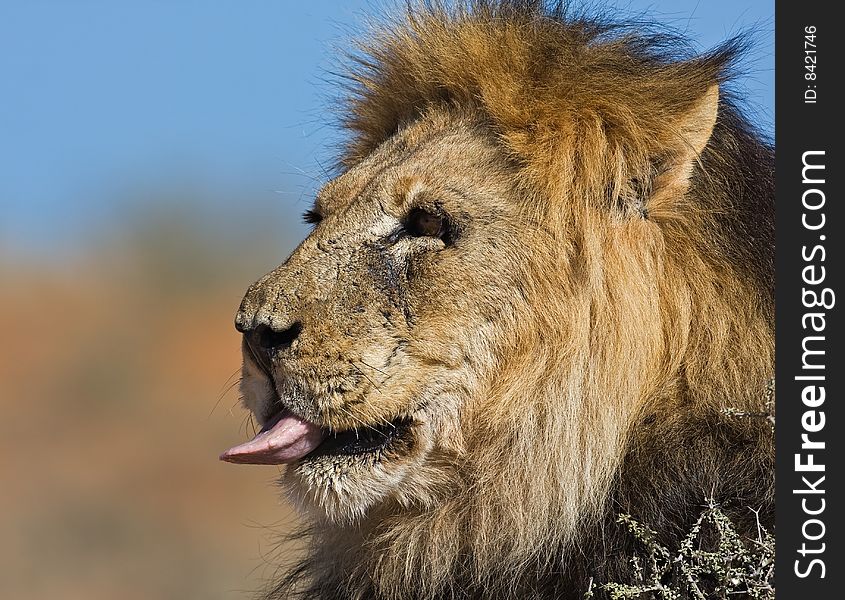 Portrait of male lion with tongue sticking out; Panthera leo; South Africa