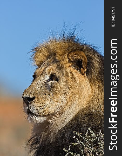 Portrait of male lion; Panthera leo; South Africa