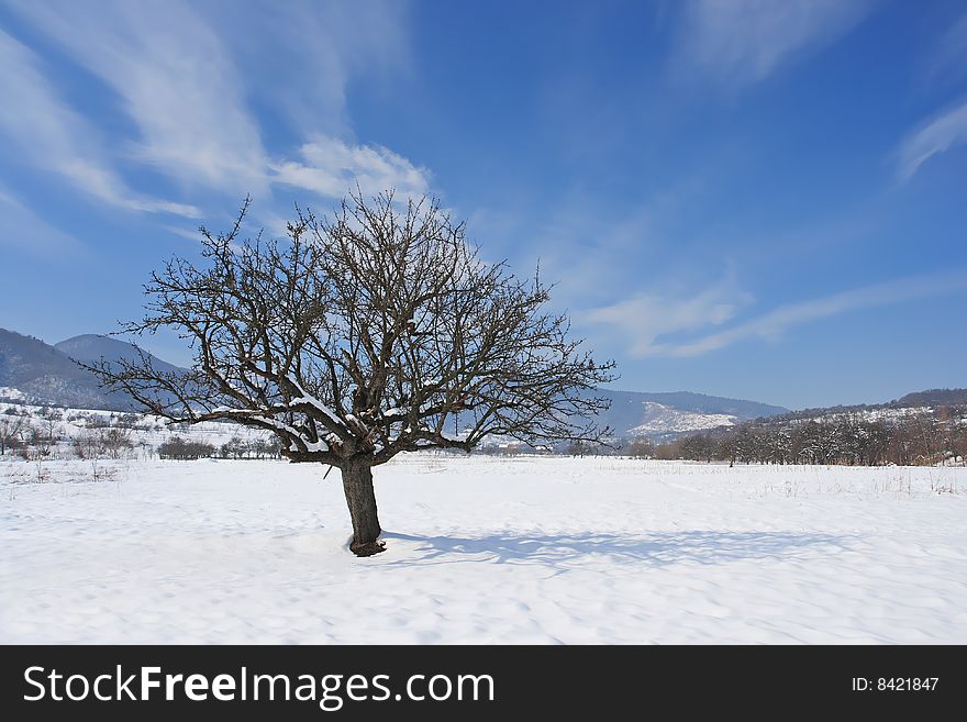 Lonely tree landscape with beautiful clouds