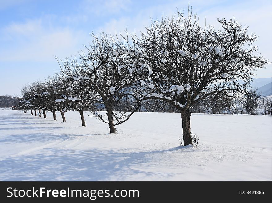 Row of trees in orchard covered with snow