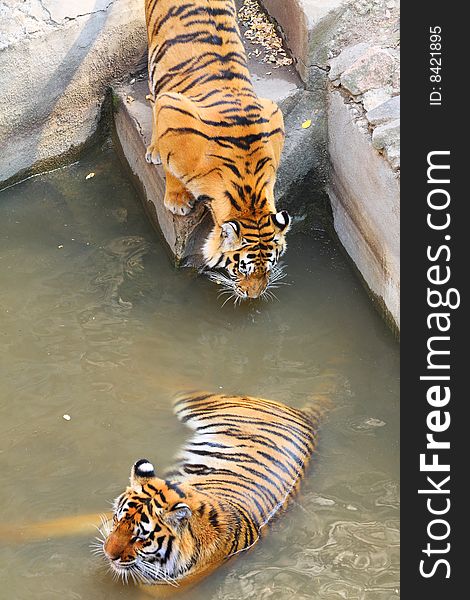 Two tigers. Resting and drinking. Two tigers. Resting and drinking.