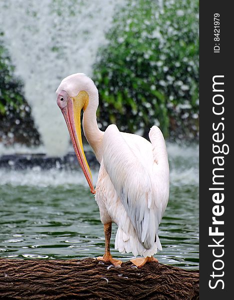 Pelican standing in front of a water fountain. Pelican standing in front of a water fountain