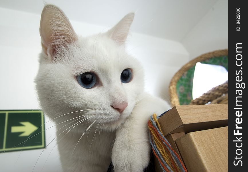 White cat portrait indoor with flash